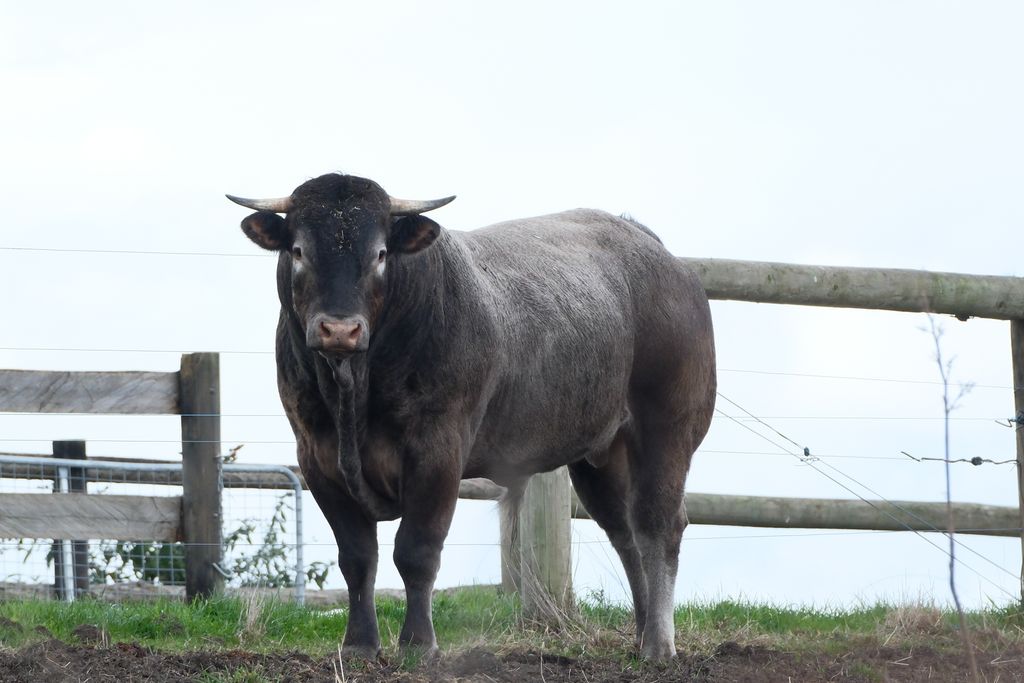 A large bull standing confidently in a grassy farm pasture with wooden fences.